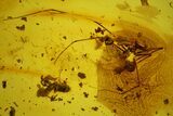 Detailed Fossil Daddy Long-leg, Ant & Flower Stamen in Baltic Amber #163506-1